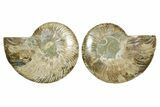 Cut & Polished Ammonite Fossil - Madagascar #364770-1